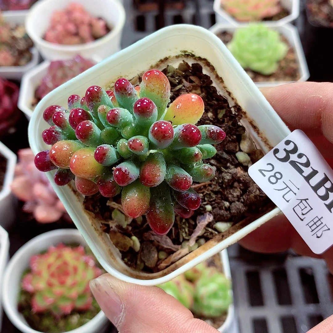 5厘米盆精控多肉321