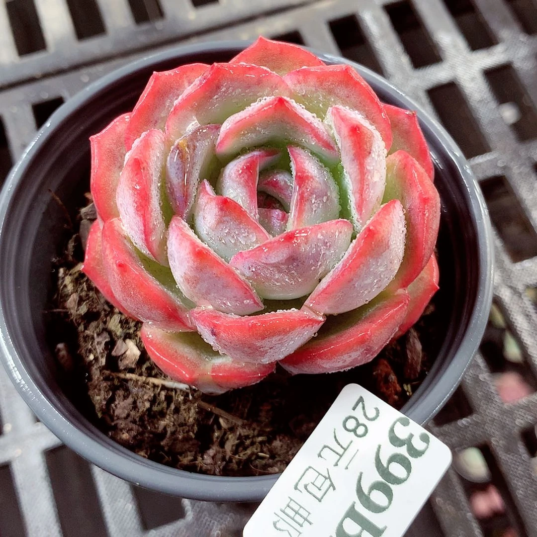 5厘米盆精控多肉399