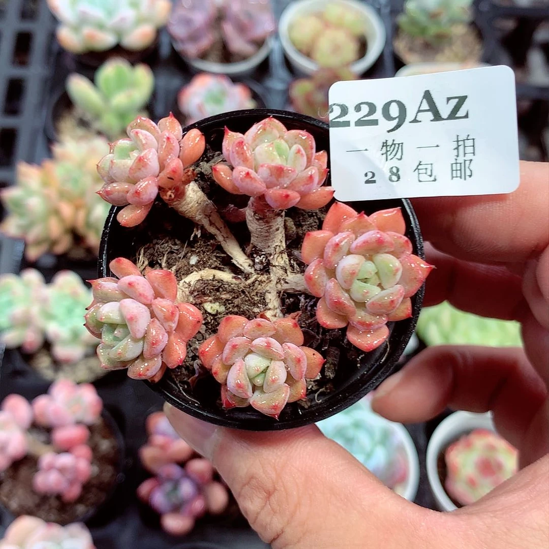 5厘米盆精控多肉229