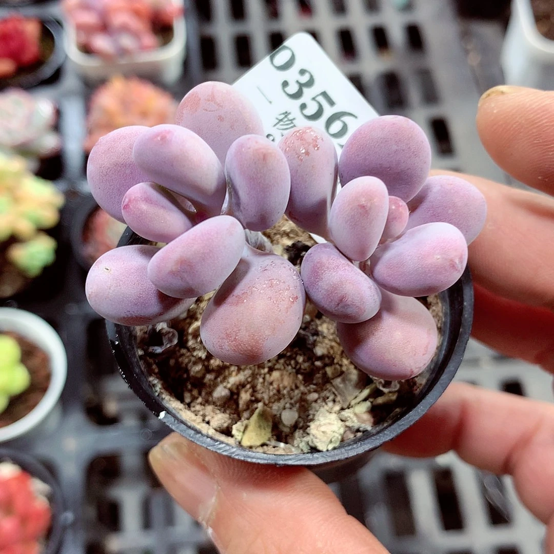 5厘米盆精控多肉356