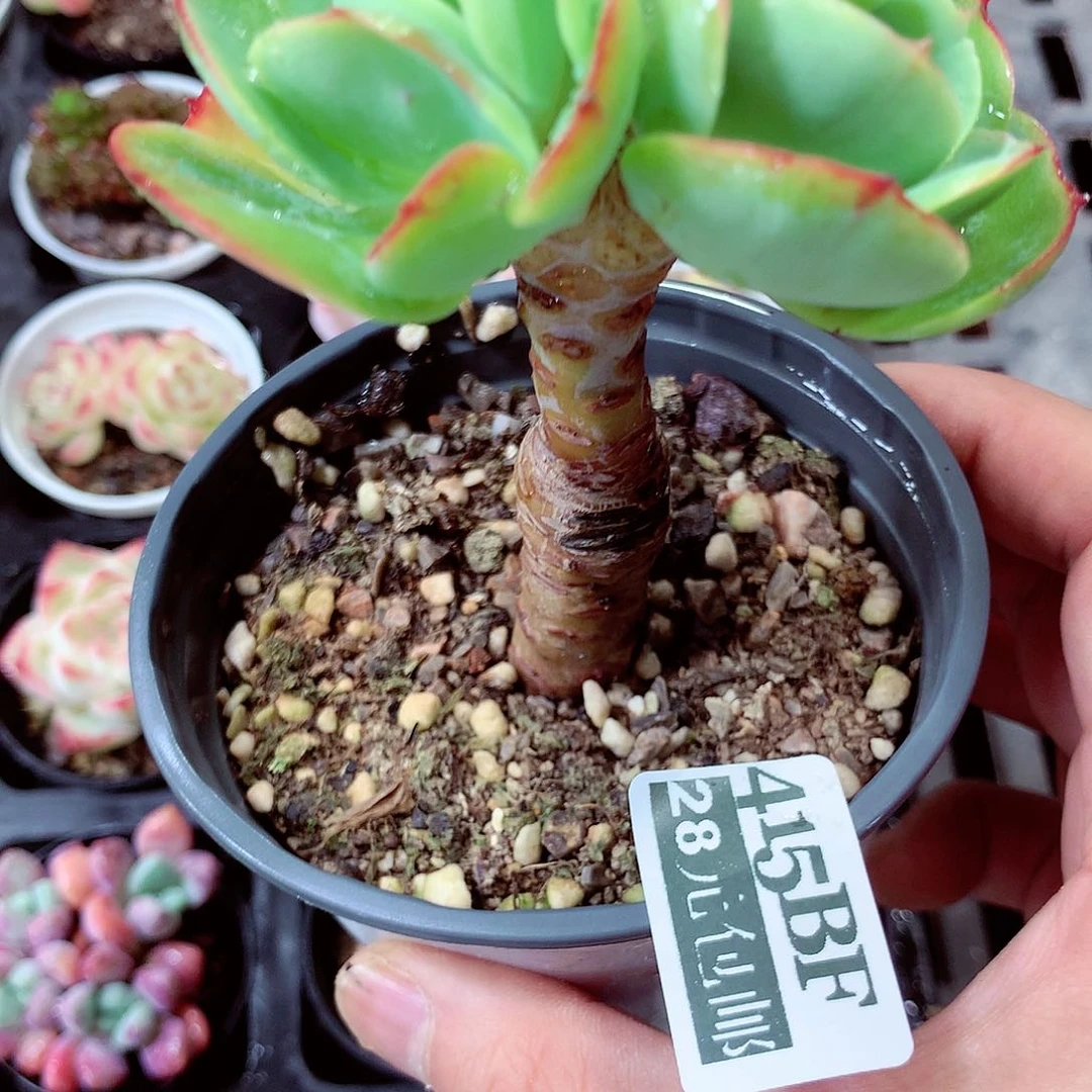 5厘米盆精控多肉415