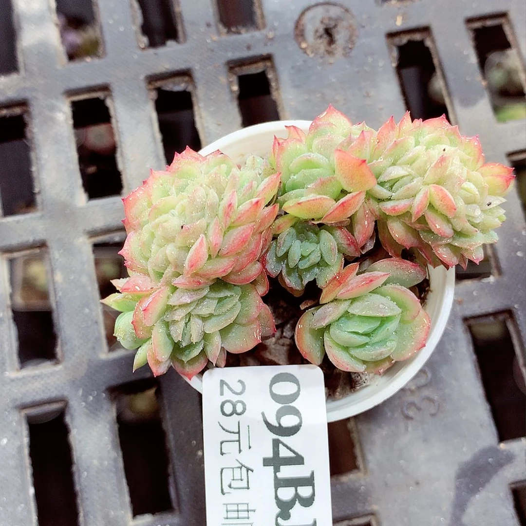 5厘米盆精控多肉094