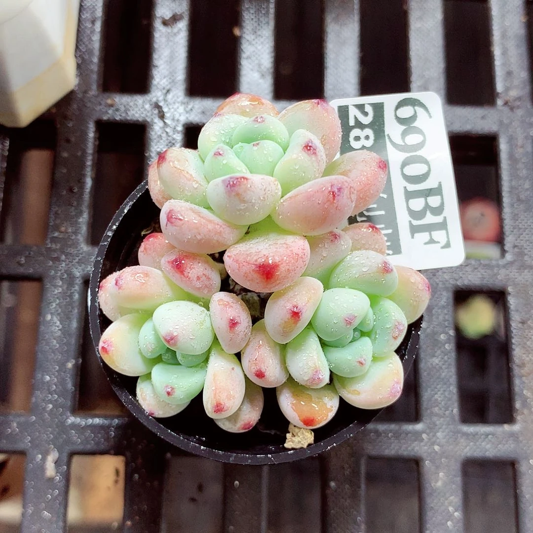 5厘米盆精控多肉690