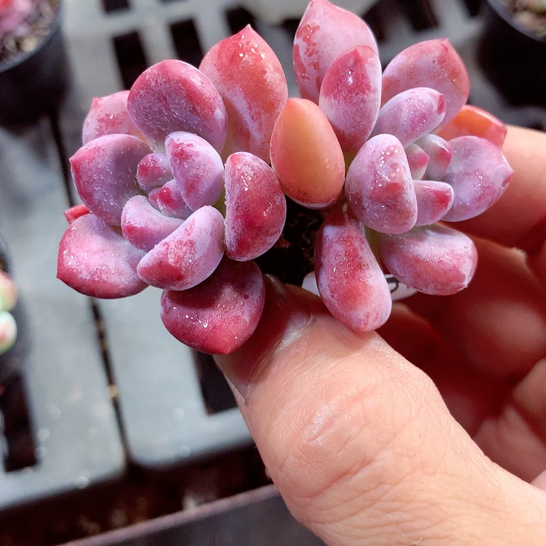 5厘米盆精控多肉644