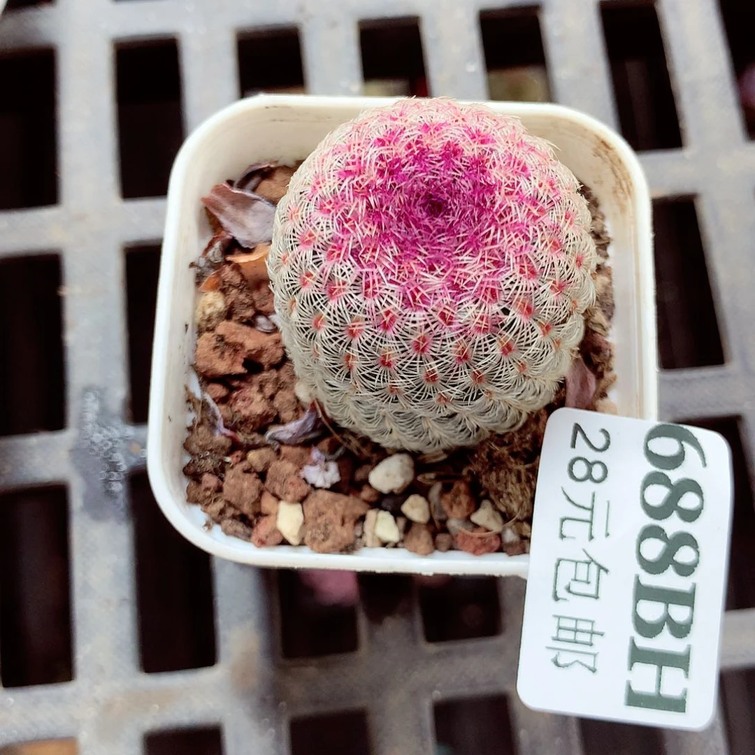 5厘米盆精控多肉688