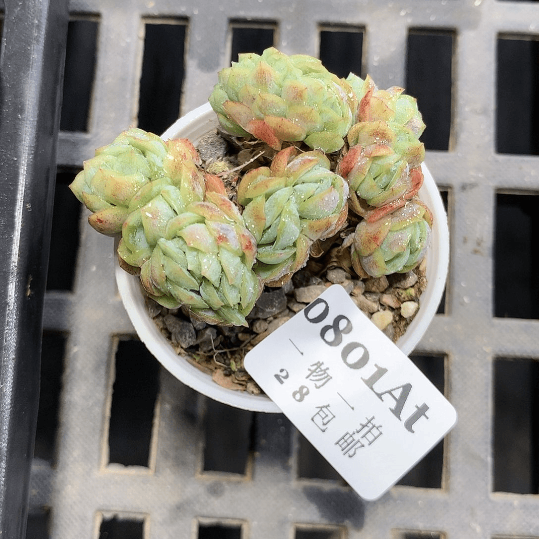 5厘米盆精控多肉801