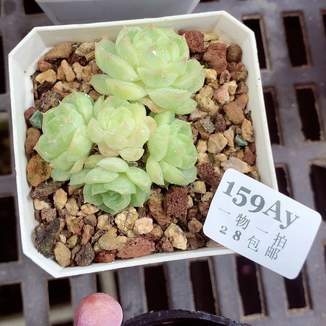 5厘米盆精控多肉159