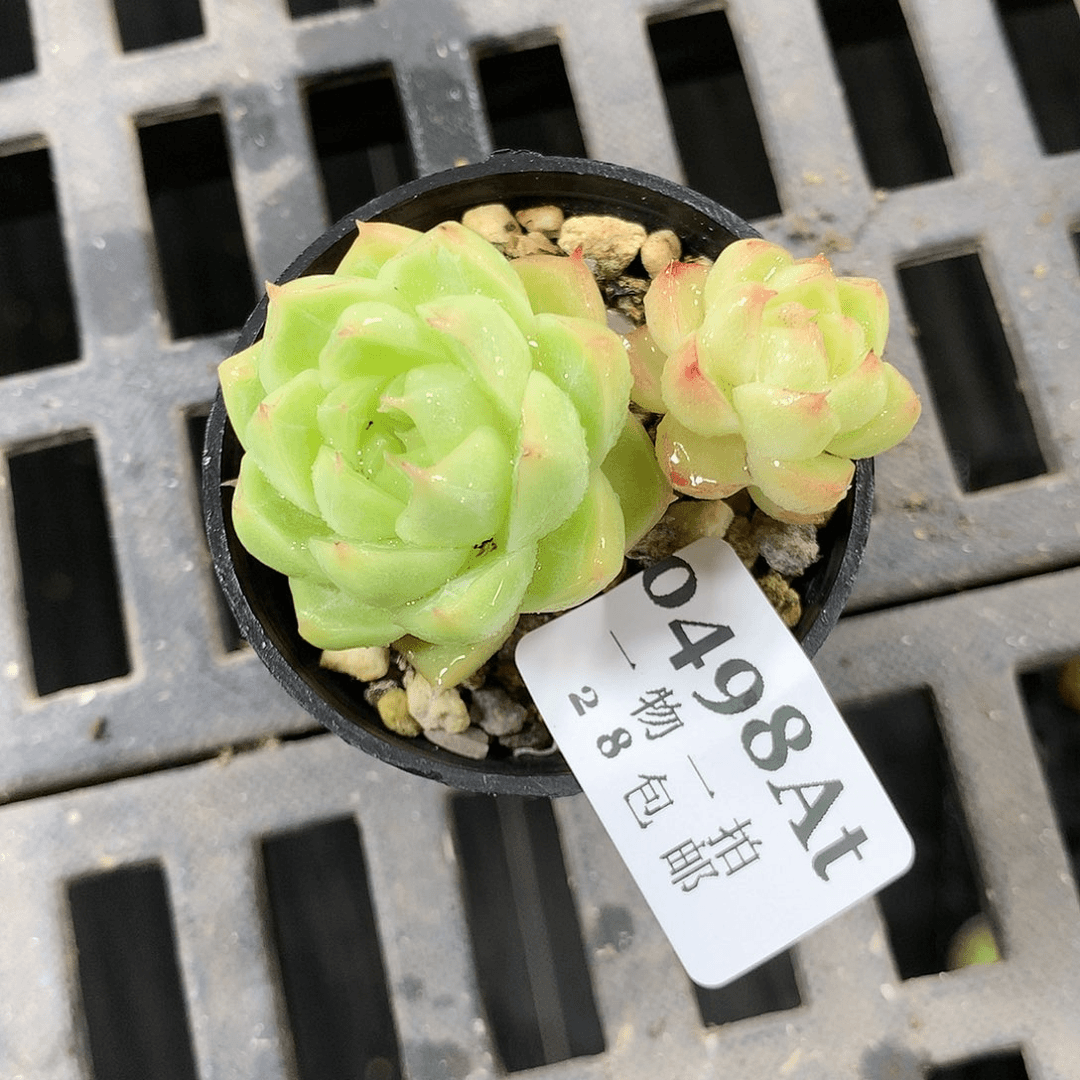 5厘米盆精控多肉植物498