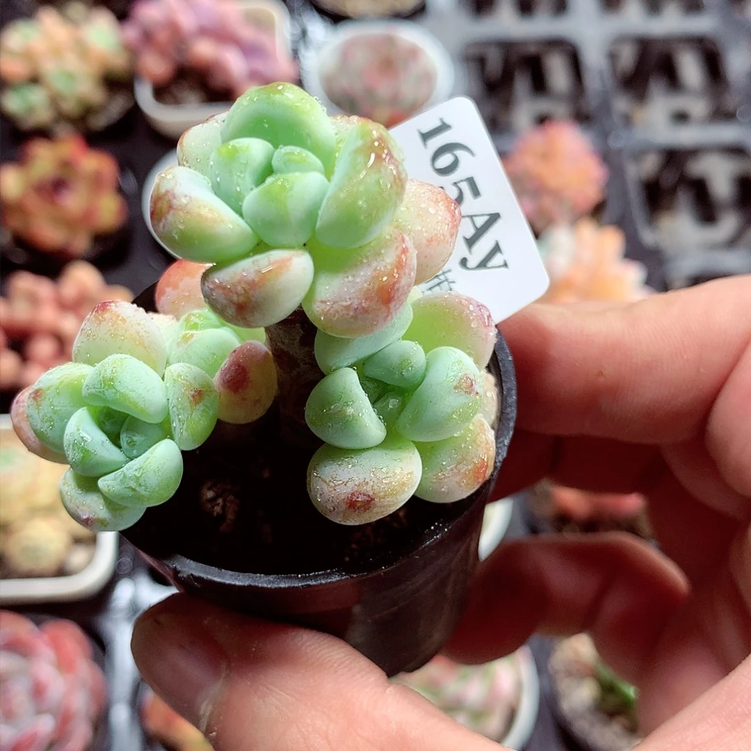 5厘米盆精控多肉165
