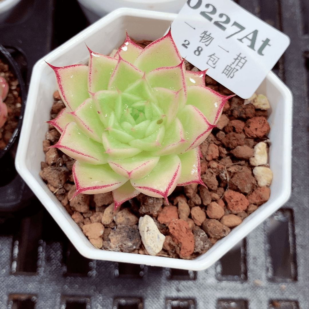 5厘米精控多肉植物227