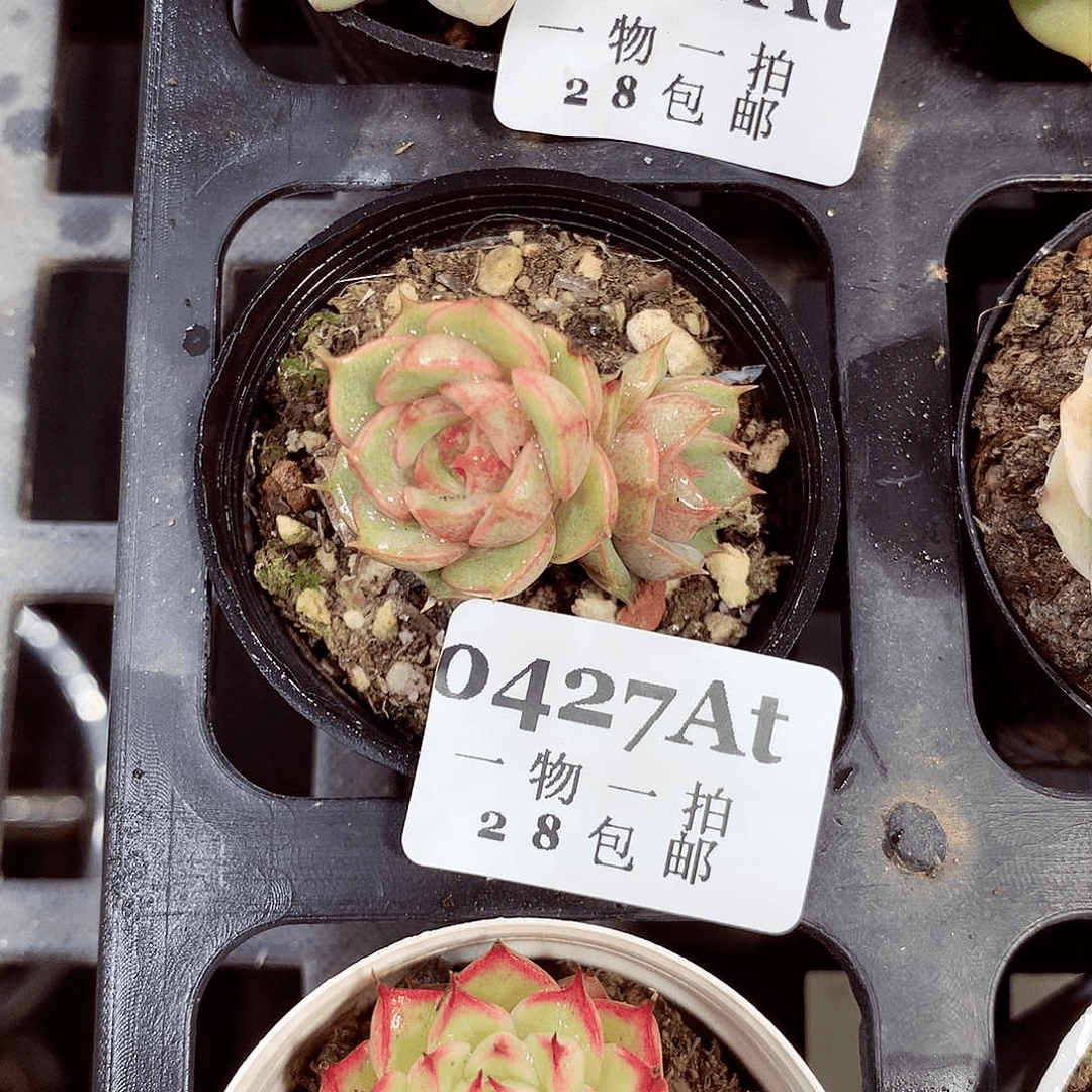 5厘米精控多肉427