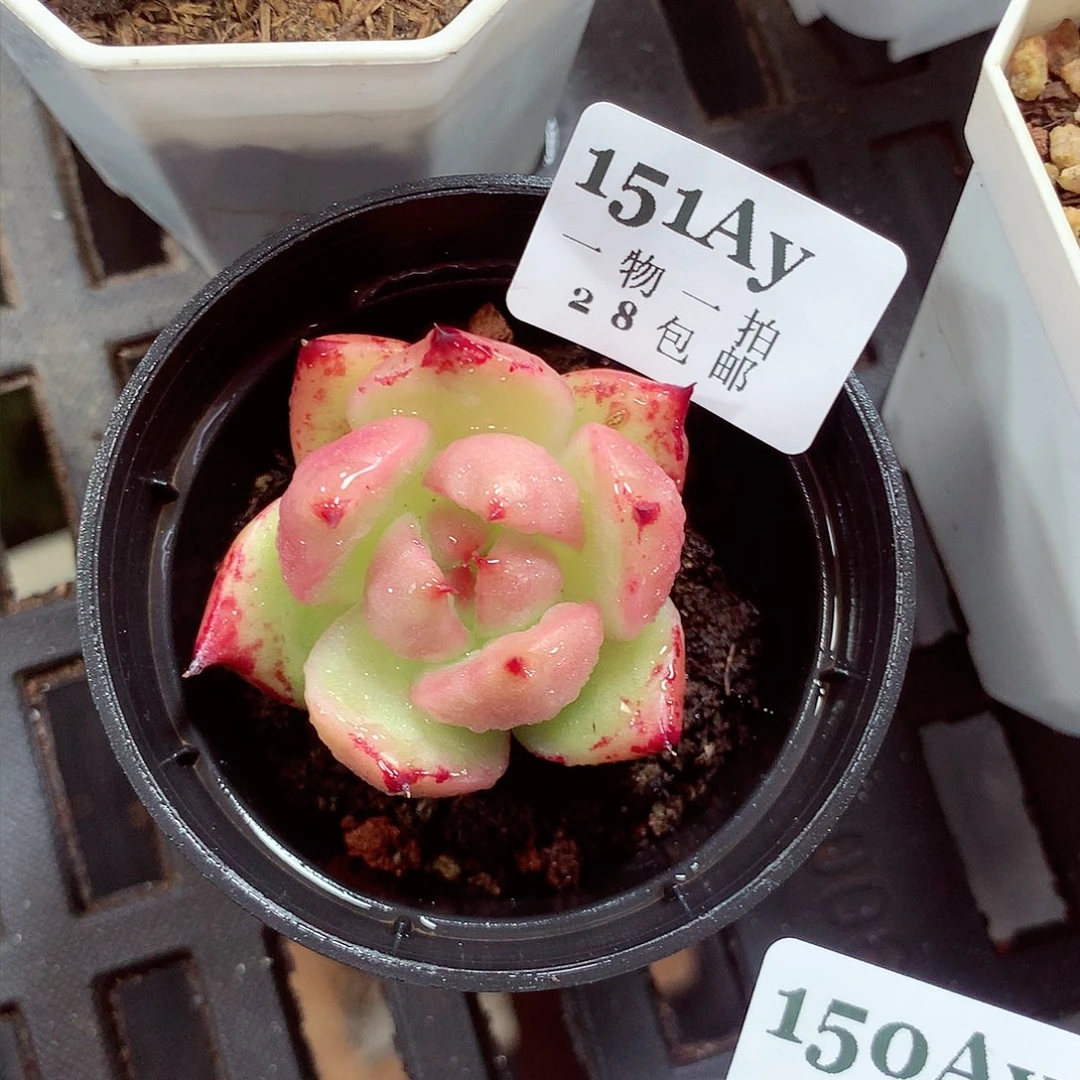 5厘米盆精控多肉151