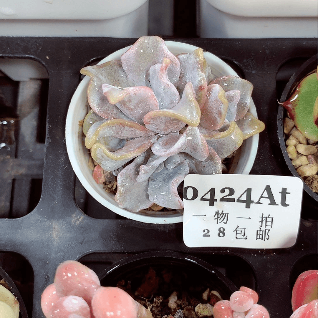 5厘米精控多肉424