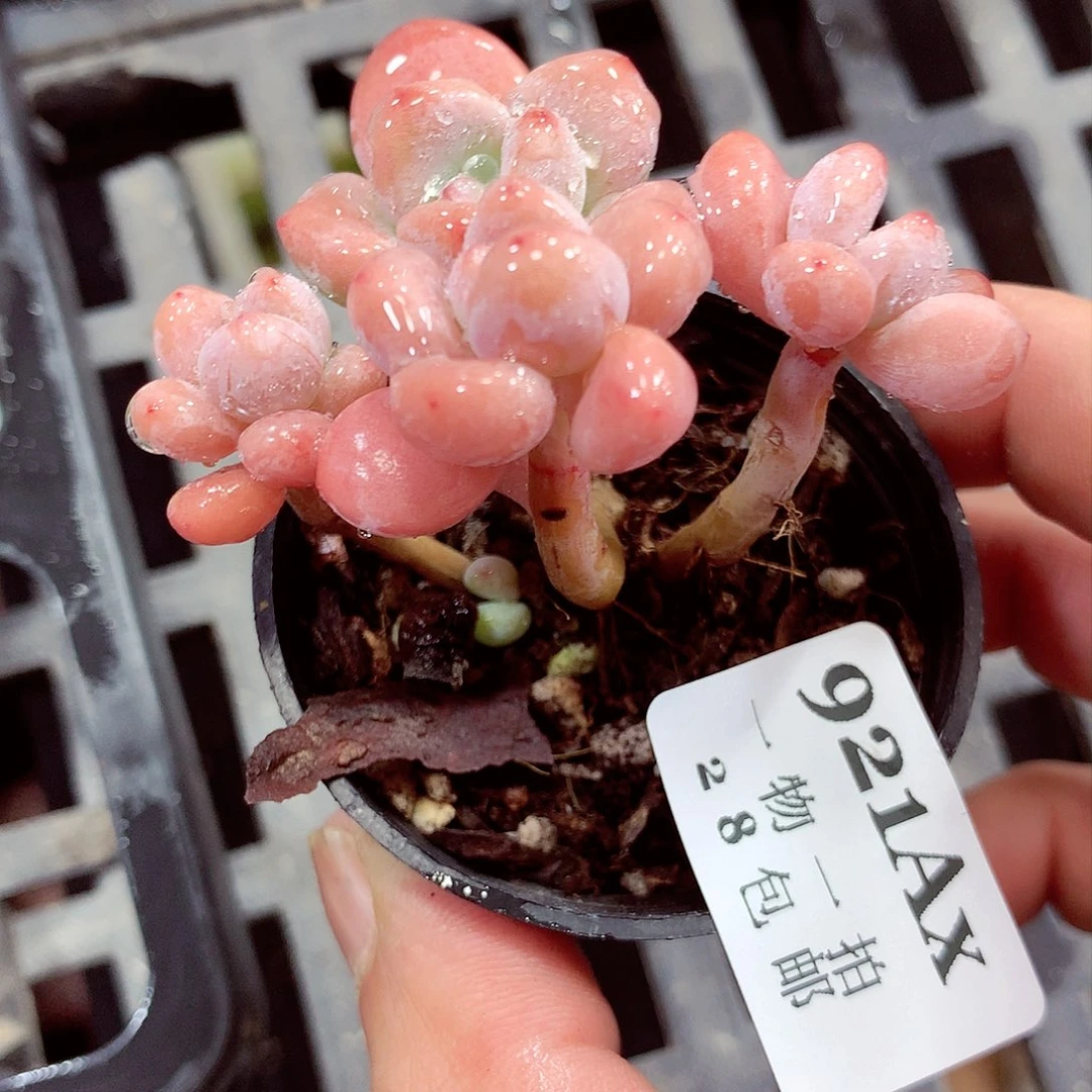5厘米精控多肉921