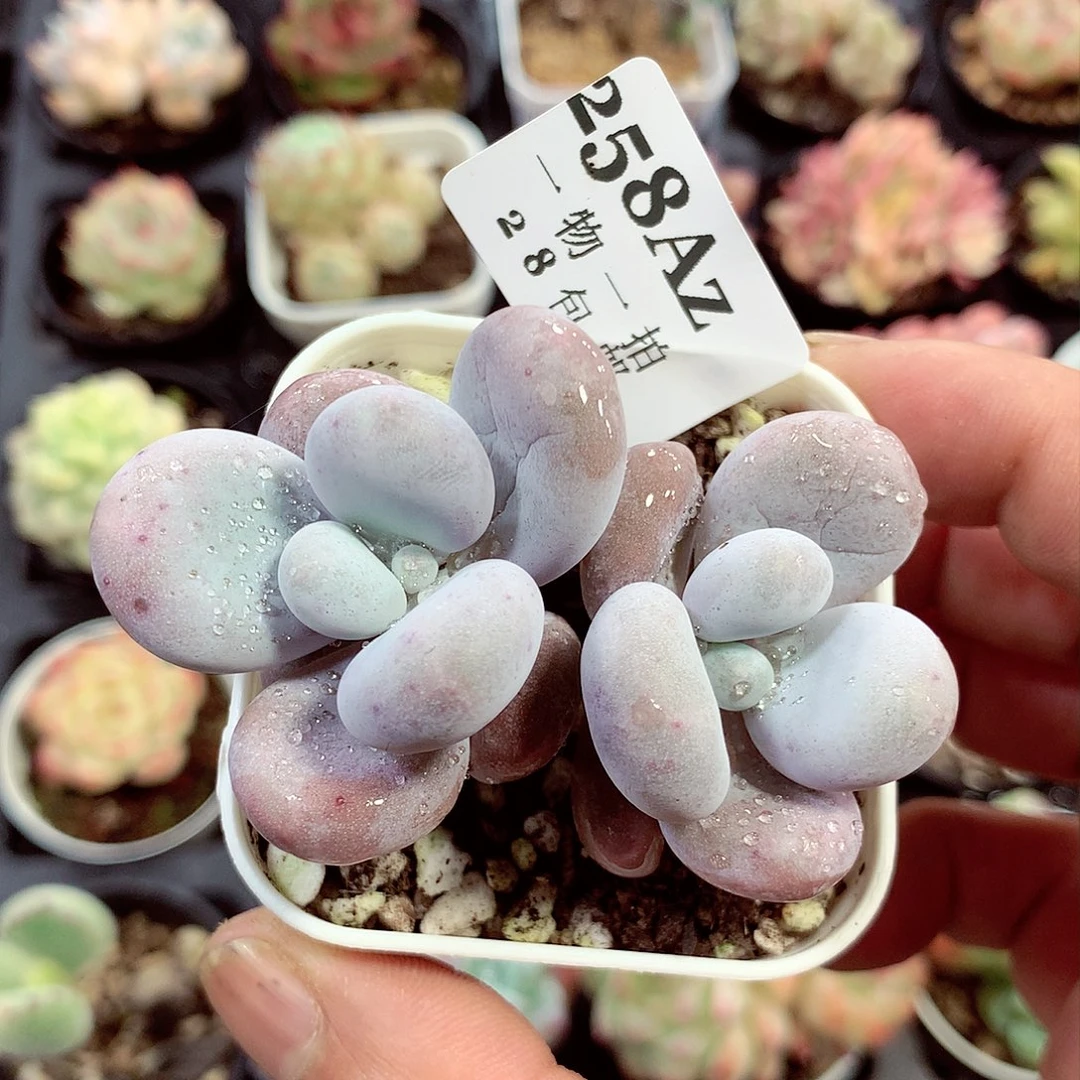 5厘米盆精控多肉258