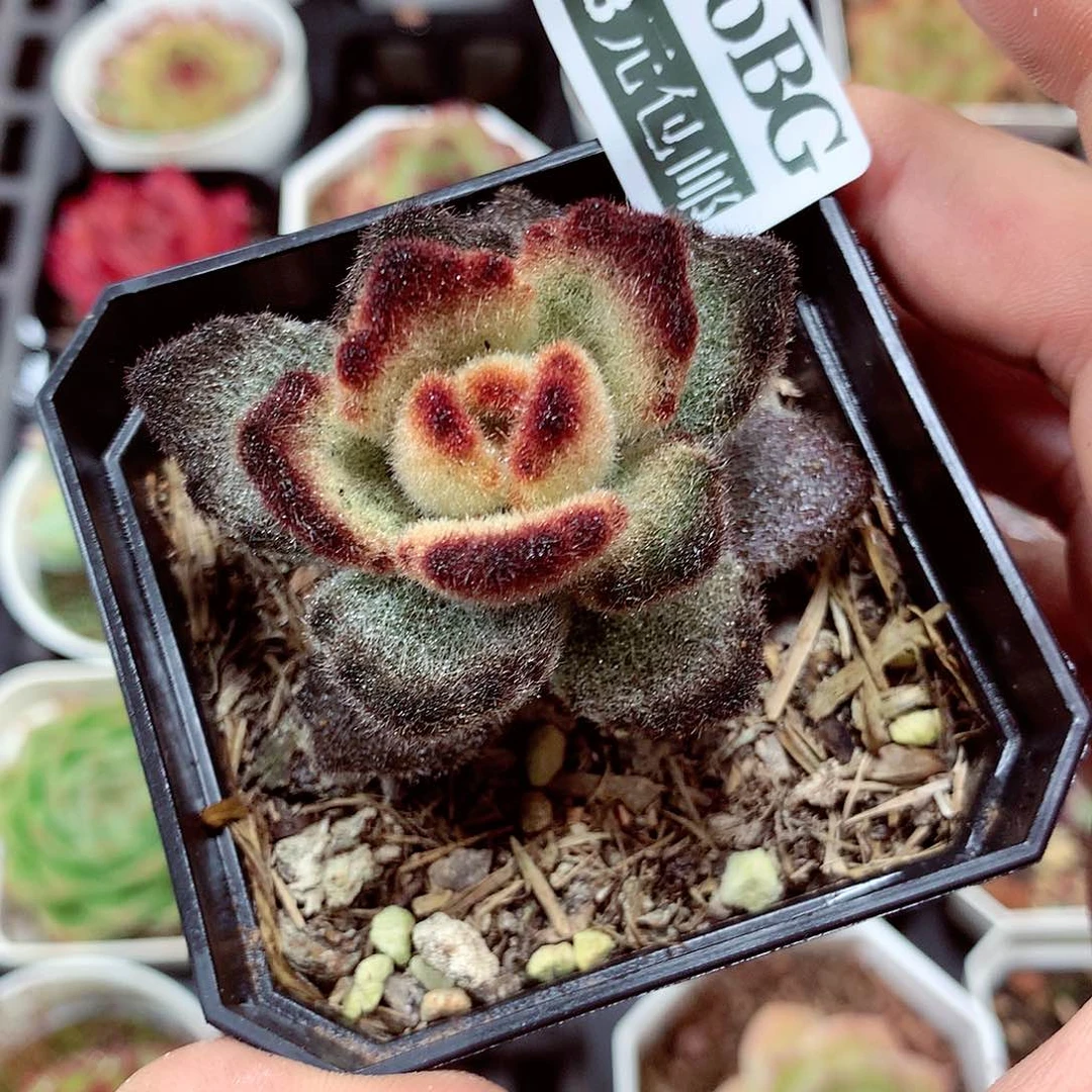 5厘米盆精控多肉430