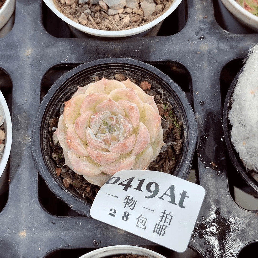 5厘米精控多肉419