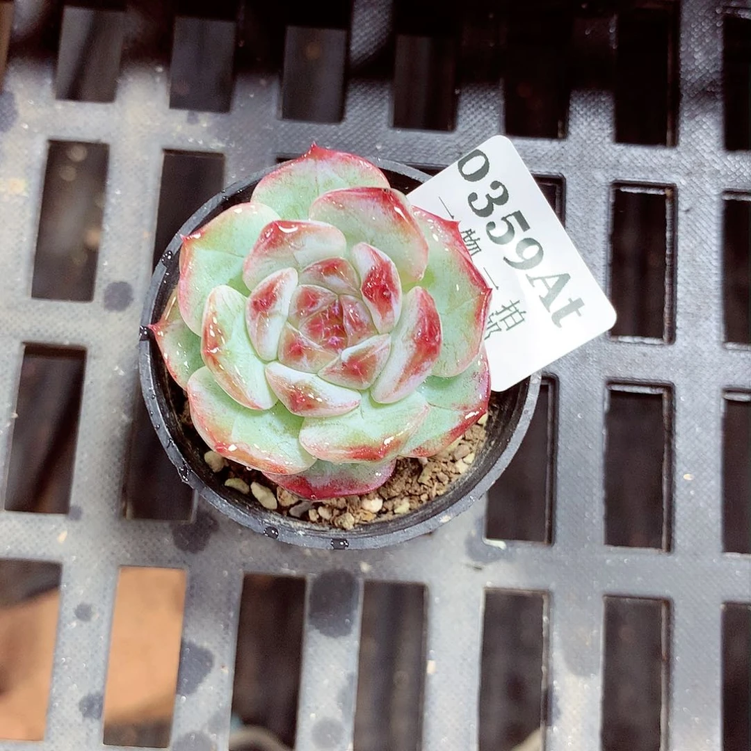 5厘米精控多肉植物359