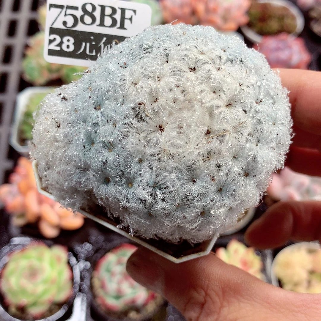 5厘米盆精控多肉758