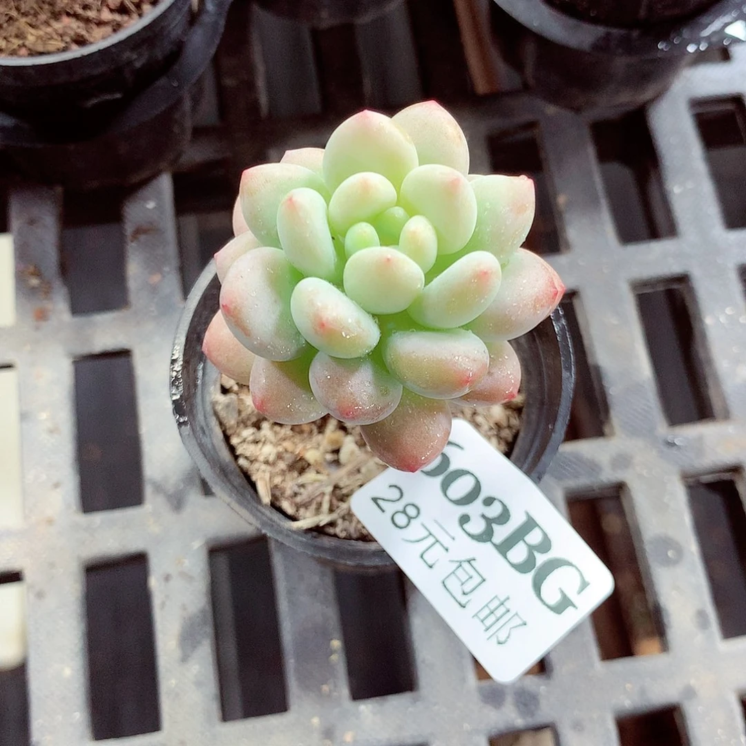 5厘米盆精控多肉603