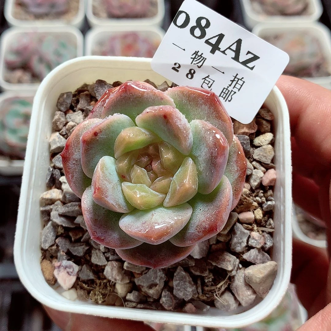 5厘米盆精控多肉084