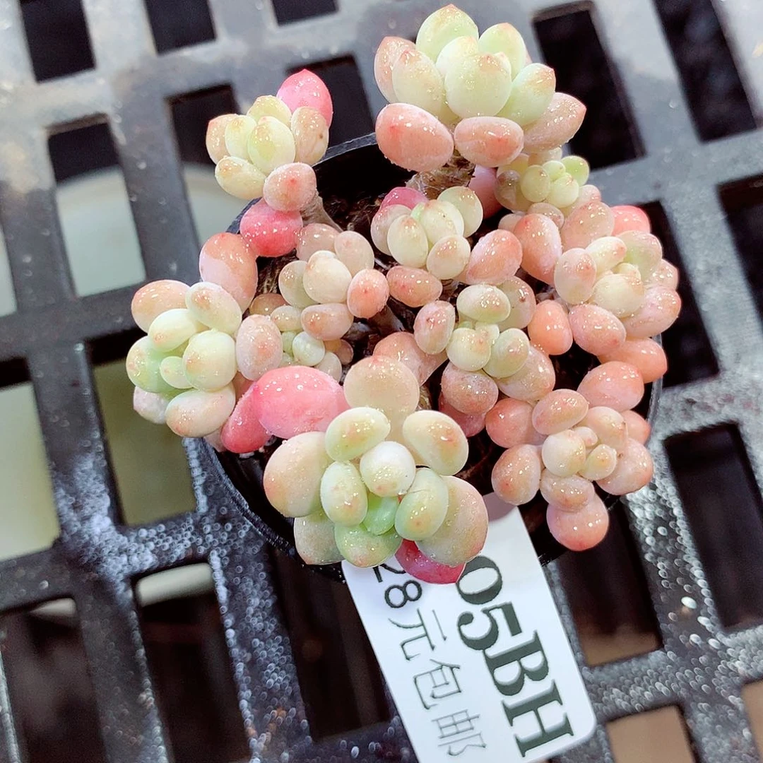 5厘米盆精控多肉205