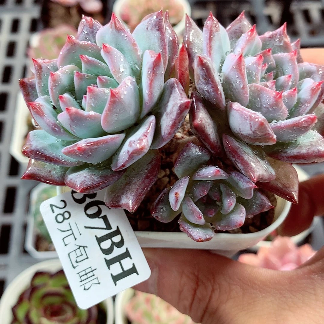 5厘米盆精控多肉367