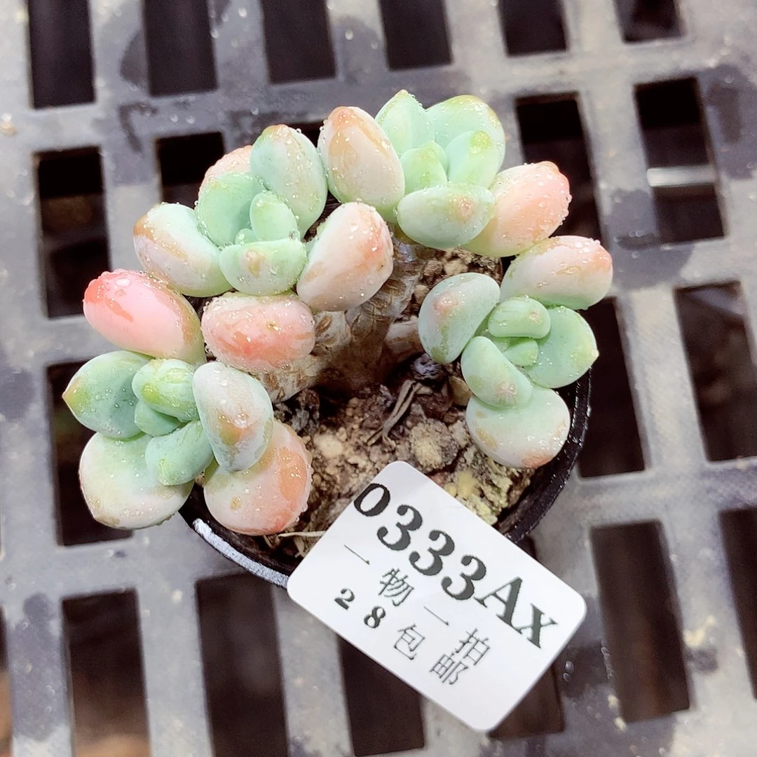 5厘米盆精控多肉333