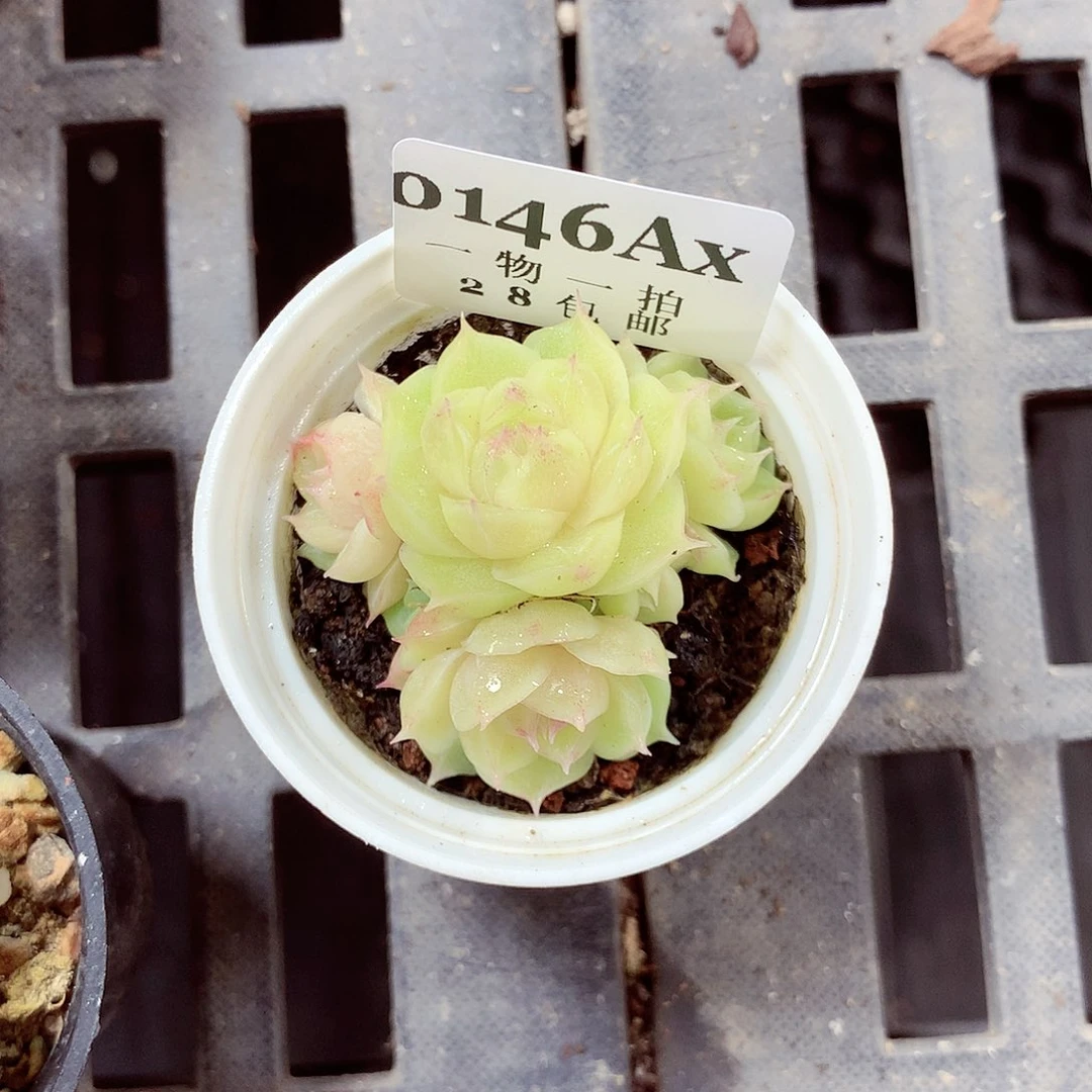 5厘米盆精控多肉146