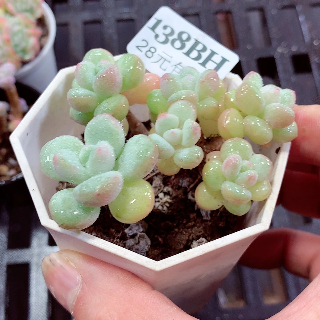 5厘米盆精控多肉138