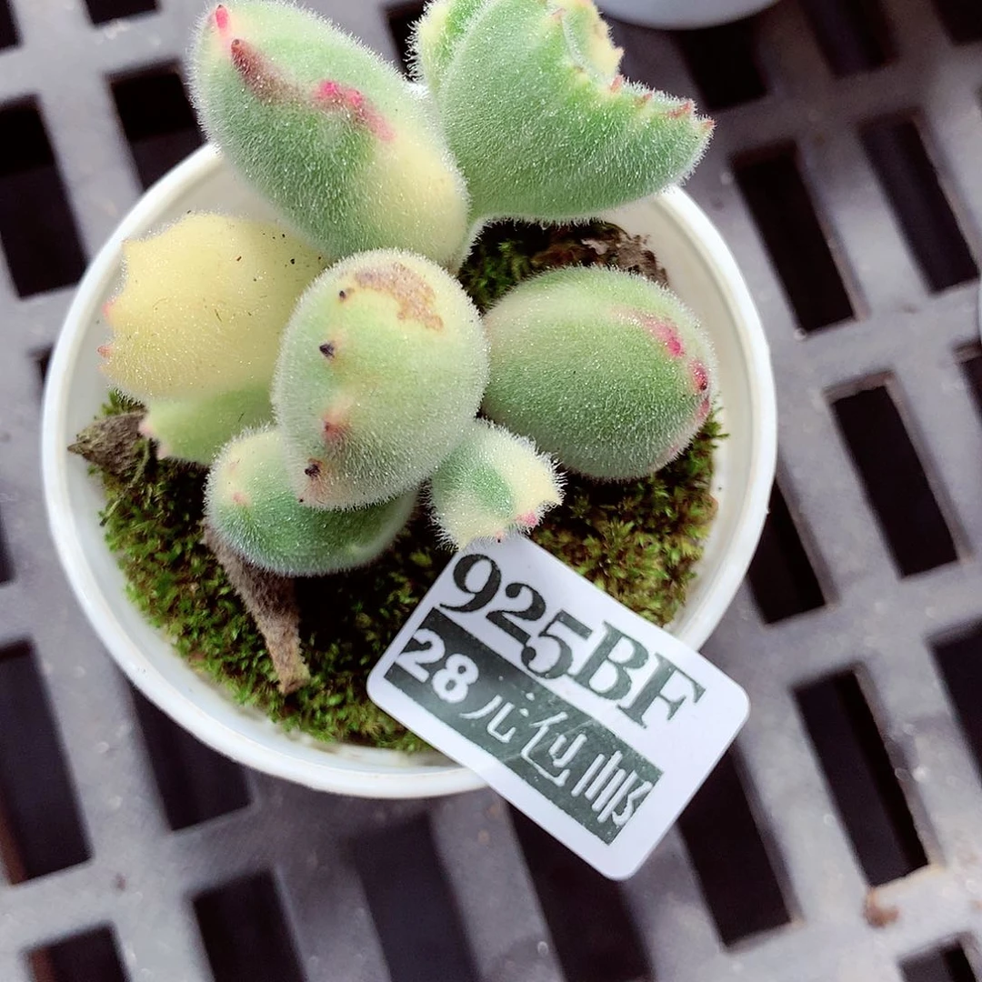 5厘米盆精控多肉925