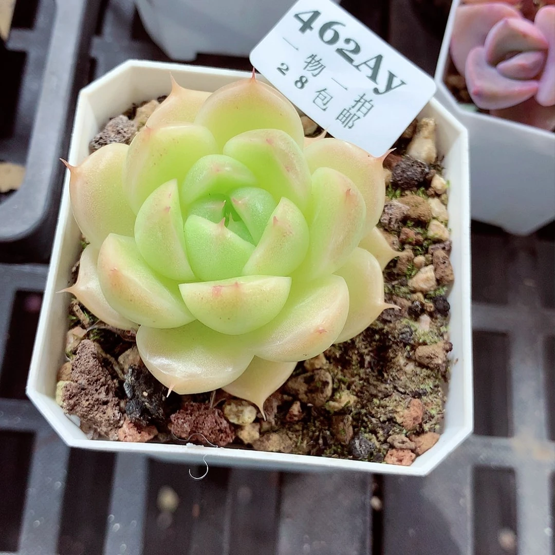 5厘米盆精控多肉462