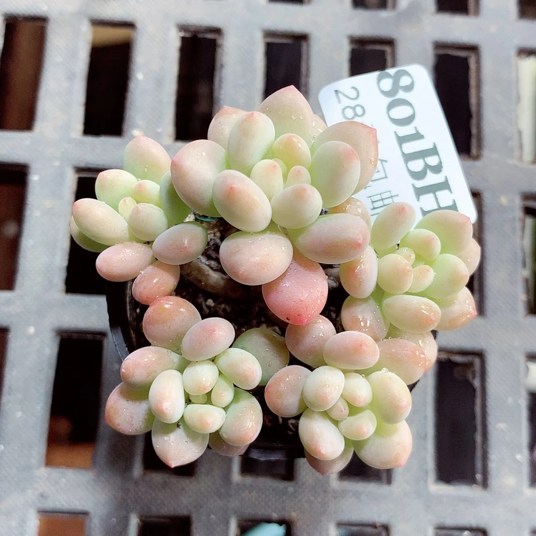 5厘米盆精控多肉801