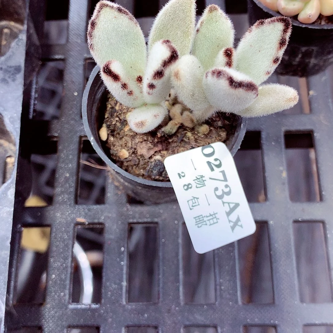 5厘米盆精控多肉273