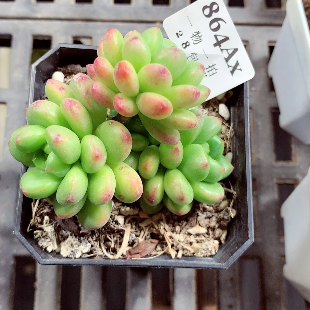5厘米盆精控多肉864