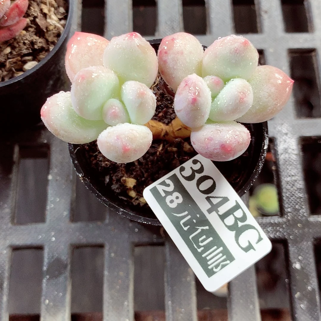 5厘米盆精控多肉304