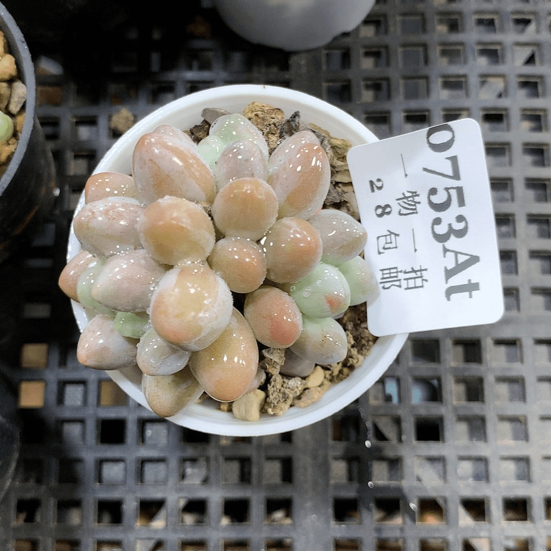 5厘米精控多肉753