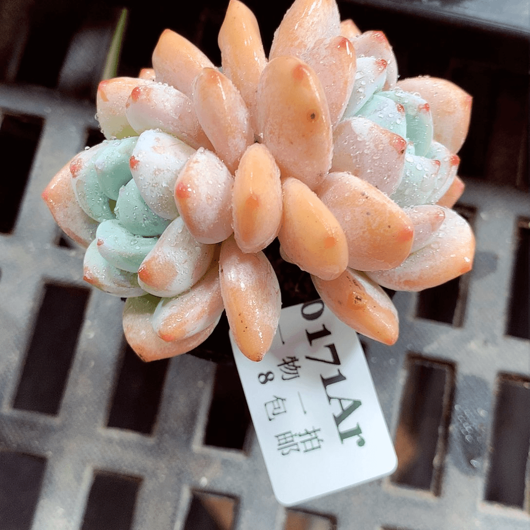 5厘米盆精控多肉171