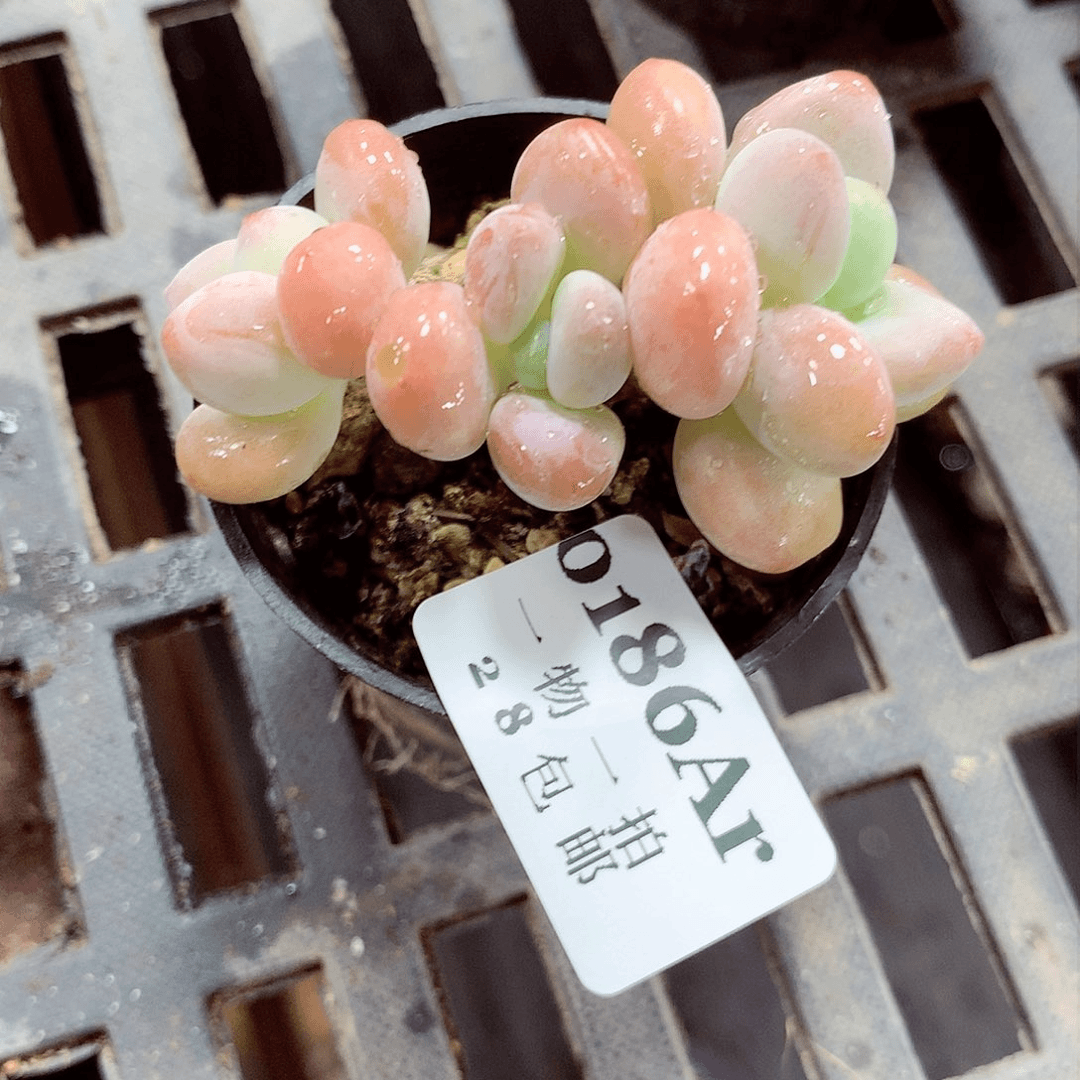 5厘米盆精控多肉186