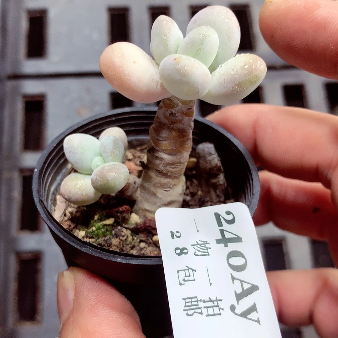 5厘米盆精控多肉240