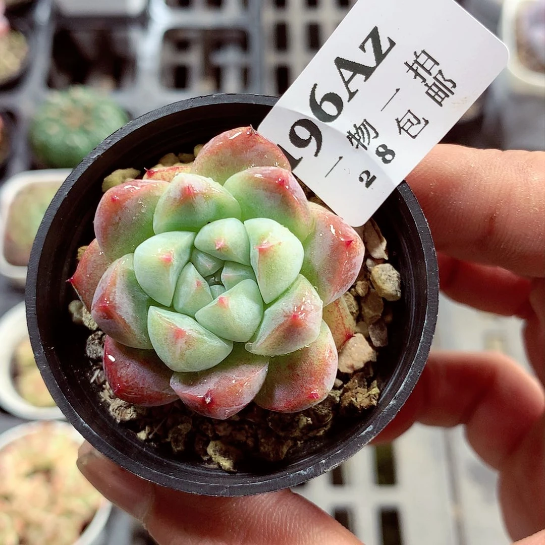 5厘米盆精控多肉196