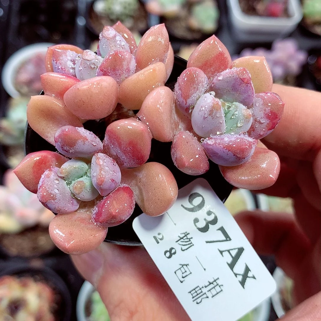 5厘米精控多肉937