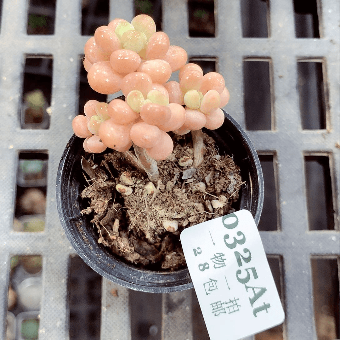 5厘米盆精控多肉325