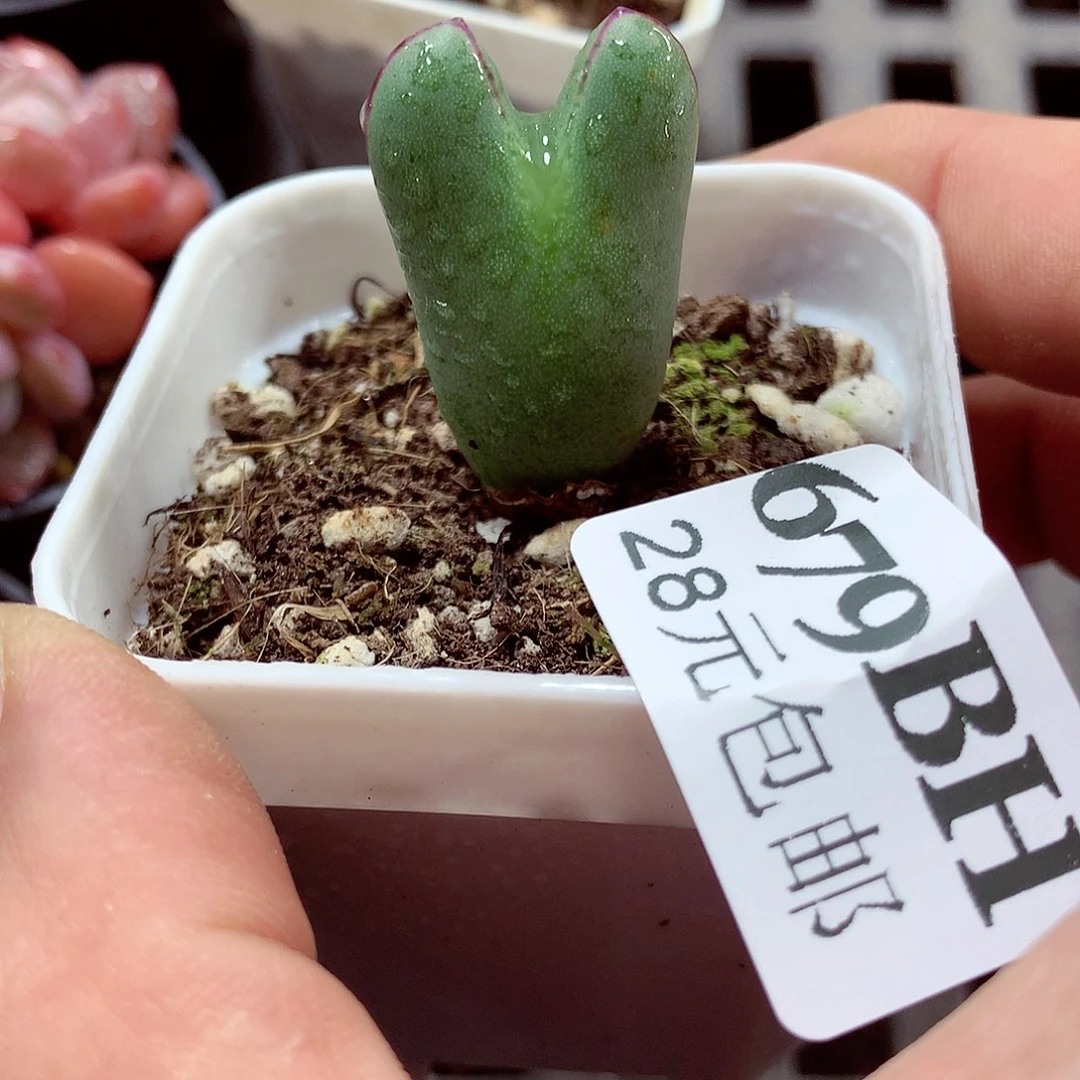 5厘米盆精控多肉679