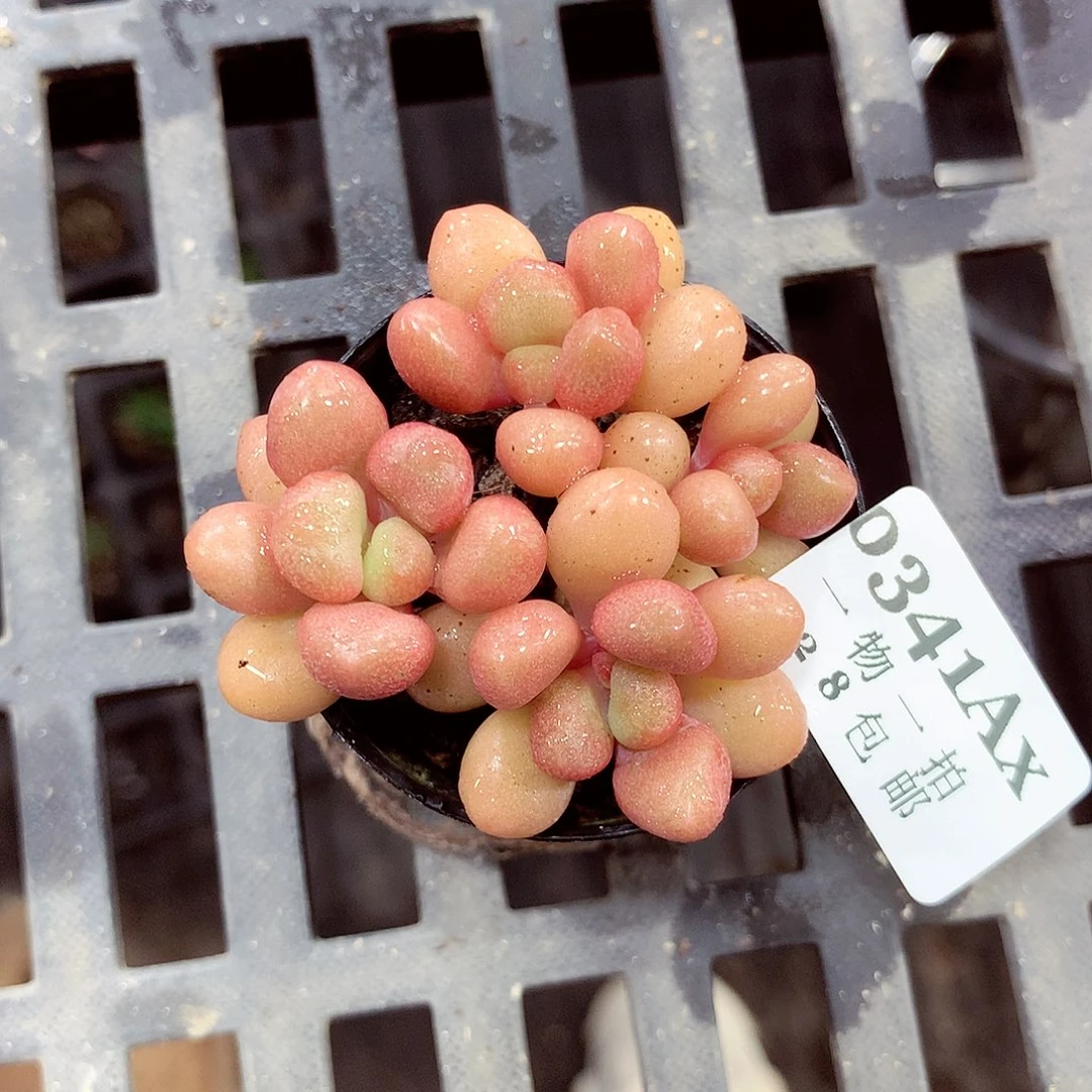 5厘米盆精控多肉341