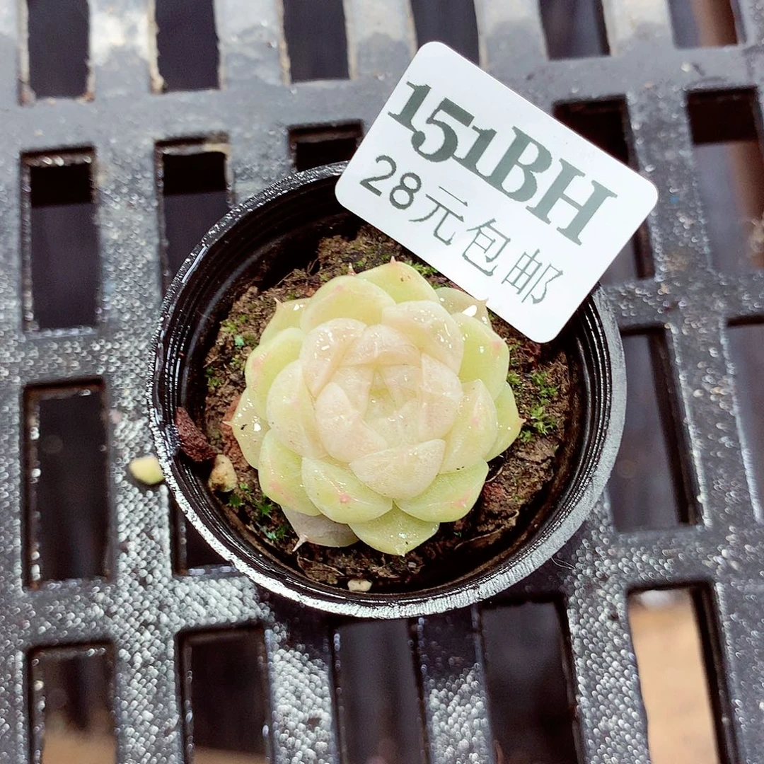 5厘米盆精控多肉151