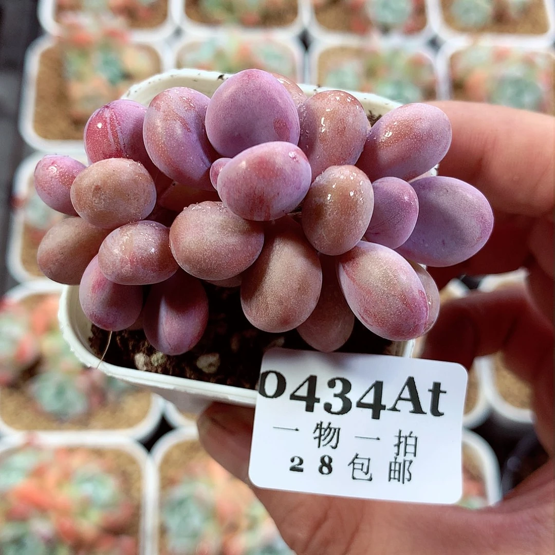 5厘米精控多肉434