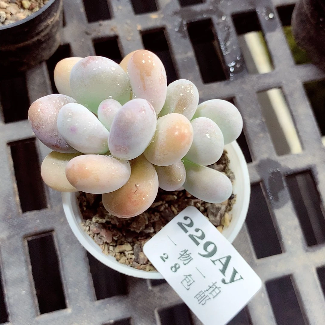 5厘米盆精控多肉229