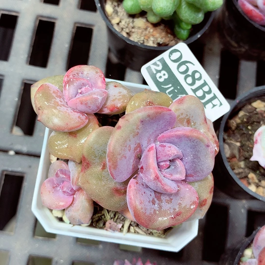 5厘米盆精控多肉068