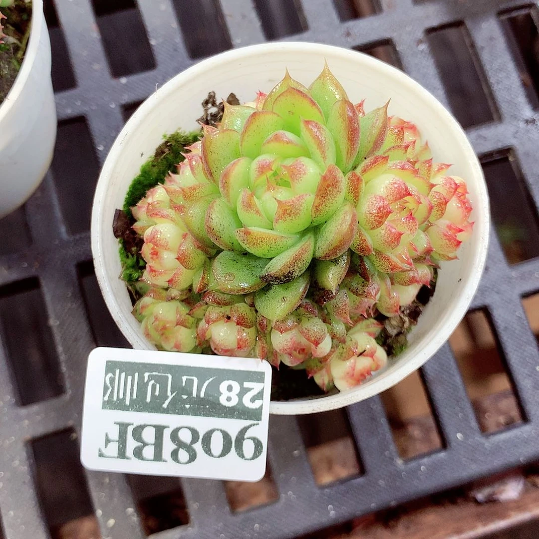 5厘米盆精控多肉905